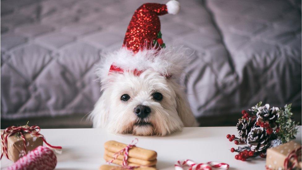 A dog looks excited on Christmas looking at gifts for them