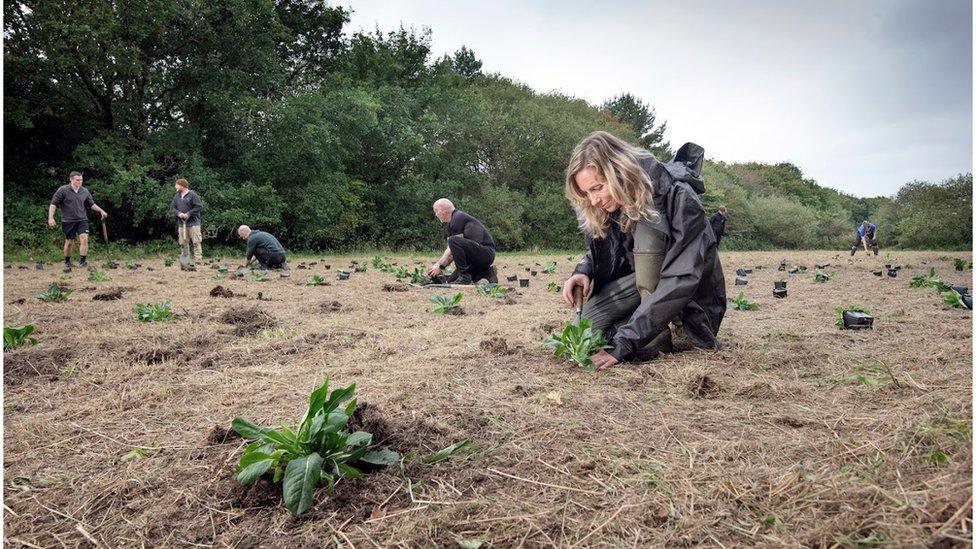 Planting devil's-bit scabious