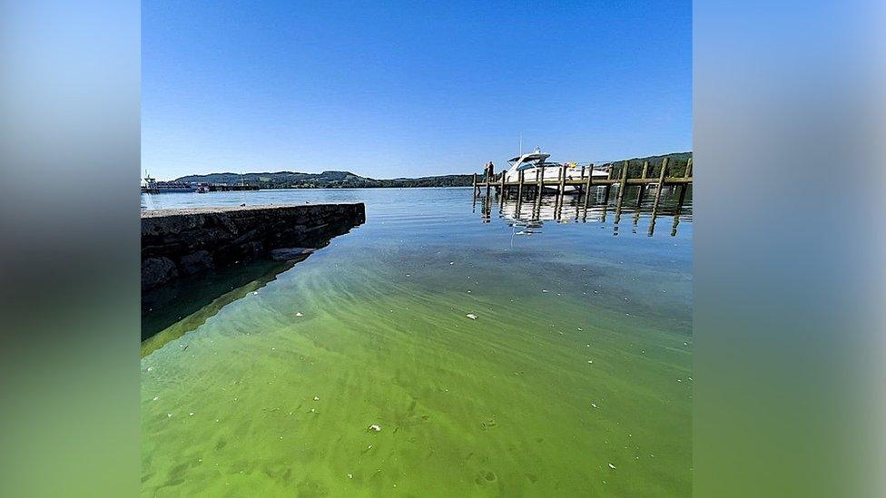 Algae on Windermere