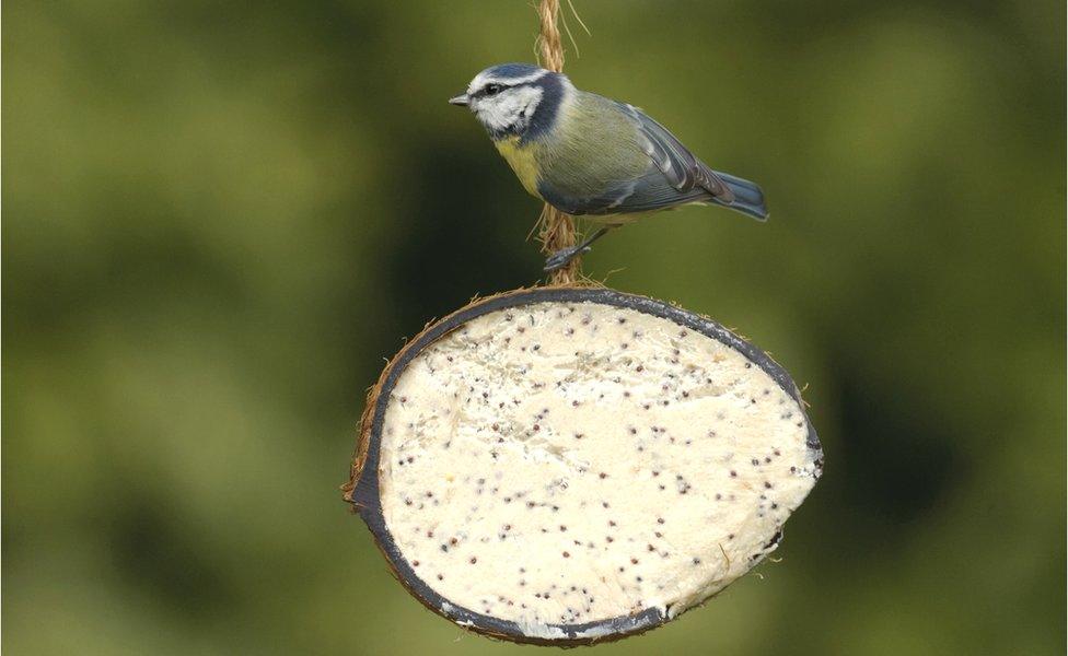 Blue tit