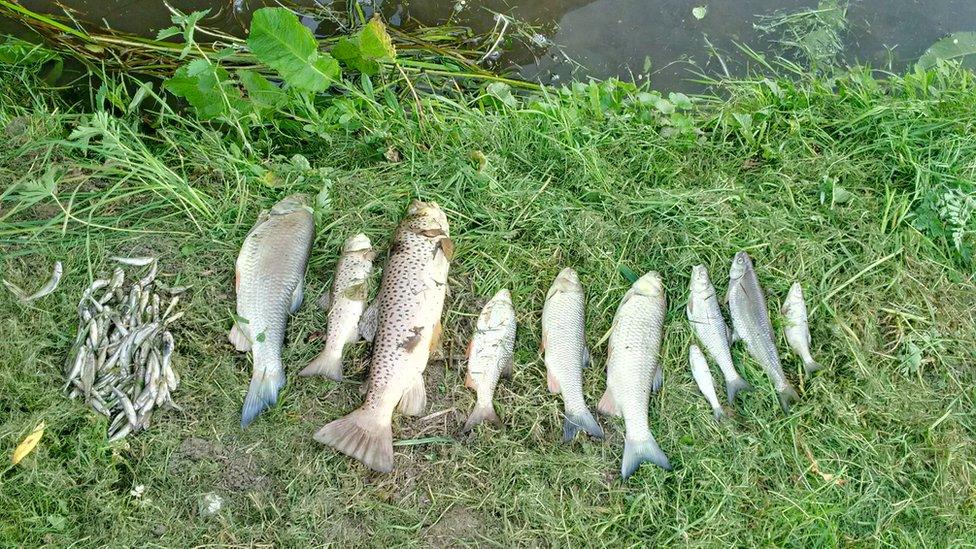 Dead fish from Rothley Brook