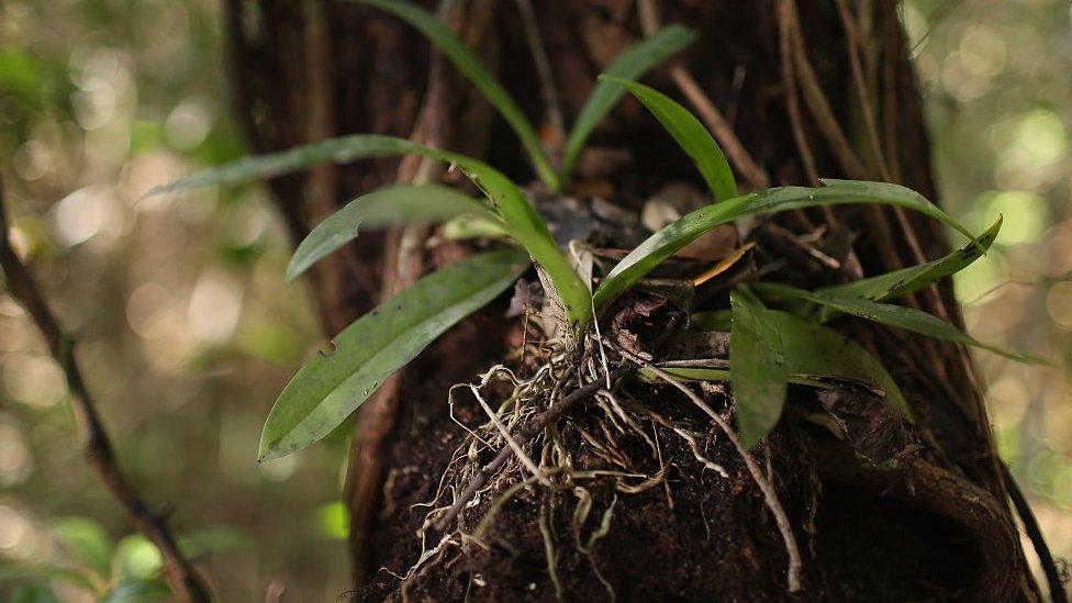 The endangered Mule ear orchid