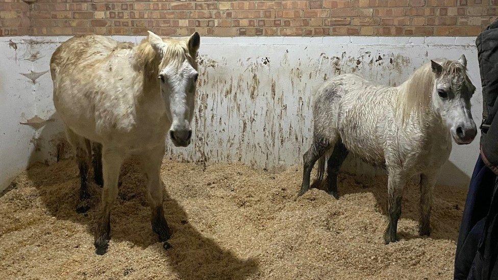 Two horses, both white but one is clearly wet. They are standing in the stall of a stable.