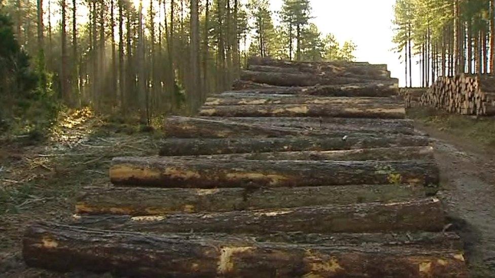 Logs in a forest