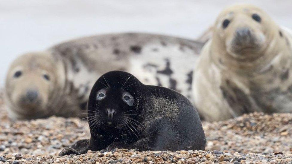 Seals in Horsey norfolk