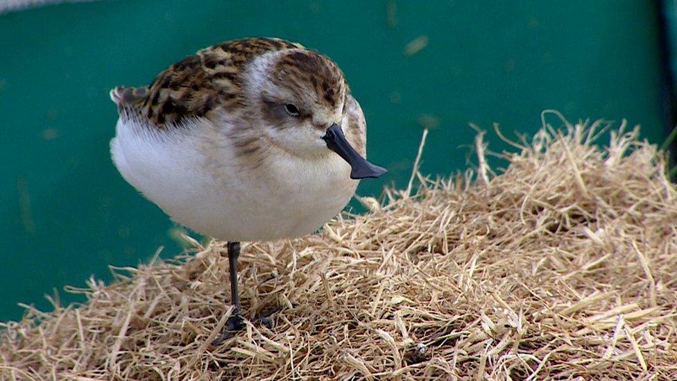 Captive-bred spoon-billed sandpiper in an aviary in WWT, Slimbridge