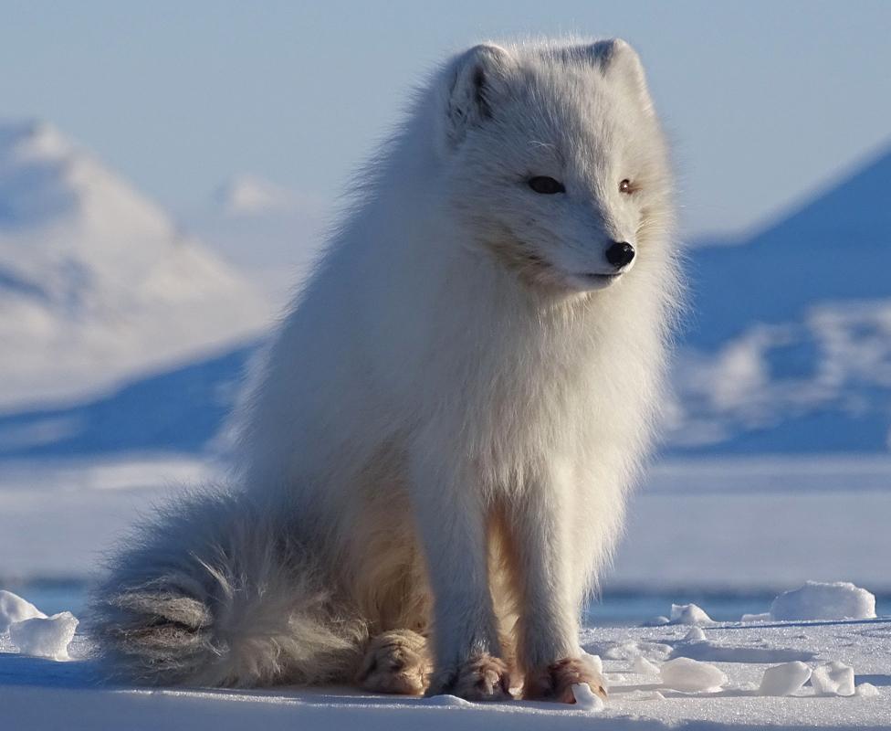 Arctic fox