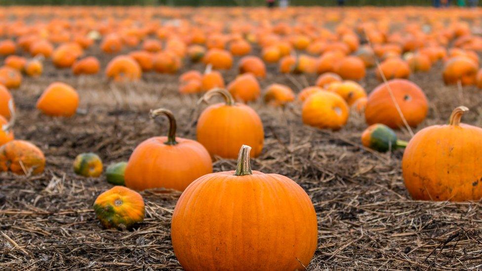 Pumpkins in a field