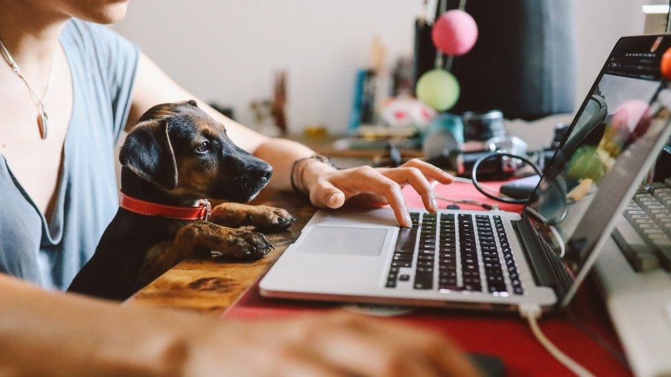 Woman and dog working at home