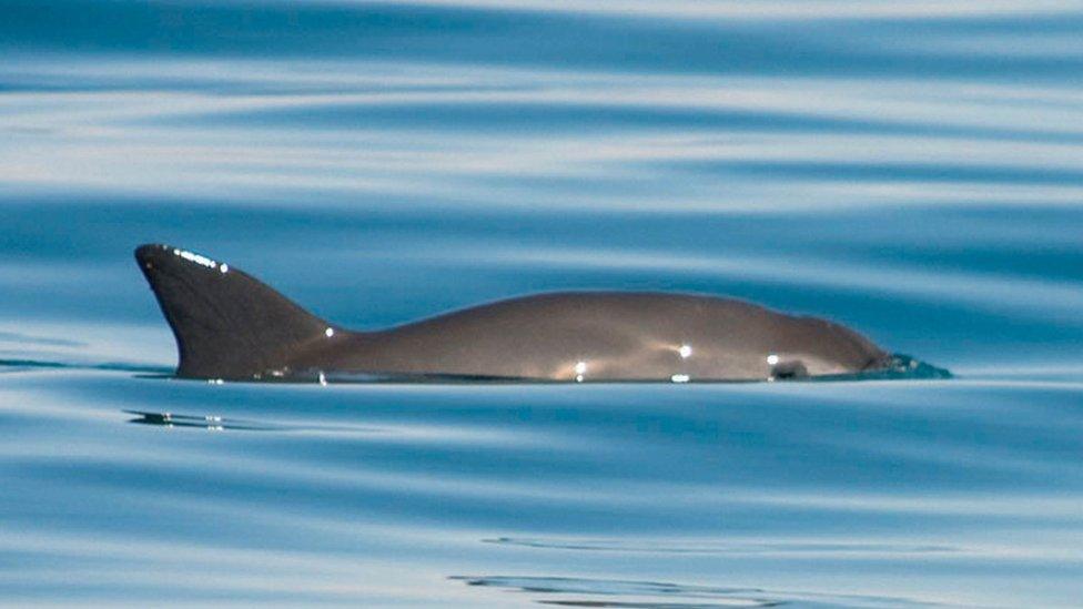 vaquita porpoise