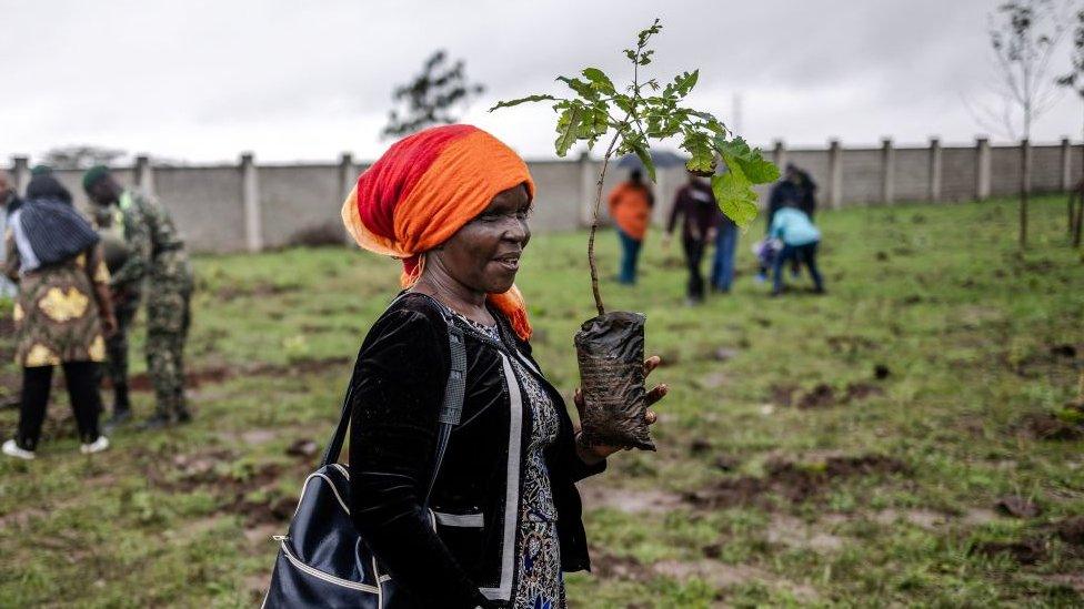 A woman holds a tree seedling as she gets ready to plant it during the nationwide tree planting public holiday in Nairobi on November 13, 2023. The Kenyan Government has declared a special holiday on November 13, during which the public across Kenya is expected to plant trees as a contribution to the national efforts to save the country from the effects of climate change.