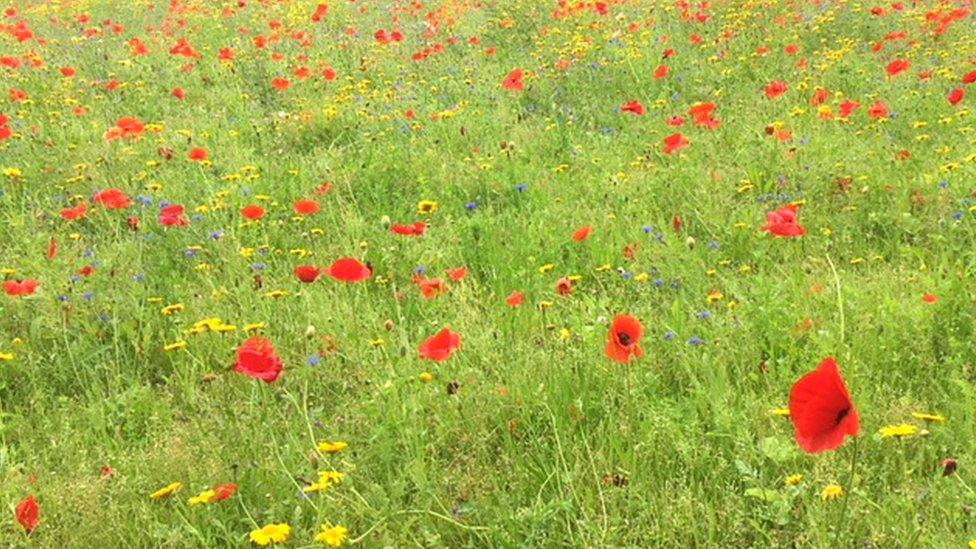 Mount Stewart flowers