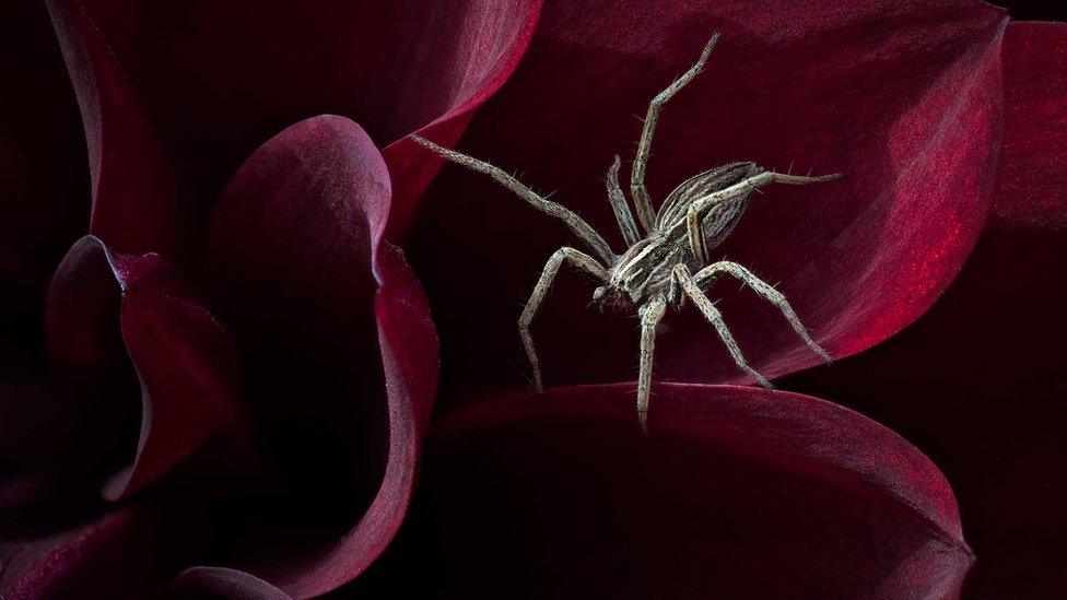 A spider on a flower