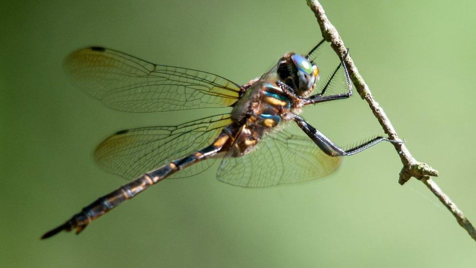 Hine's emerald on a branch