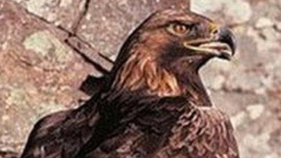 England's last resident golden eagle