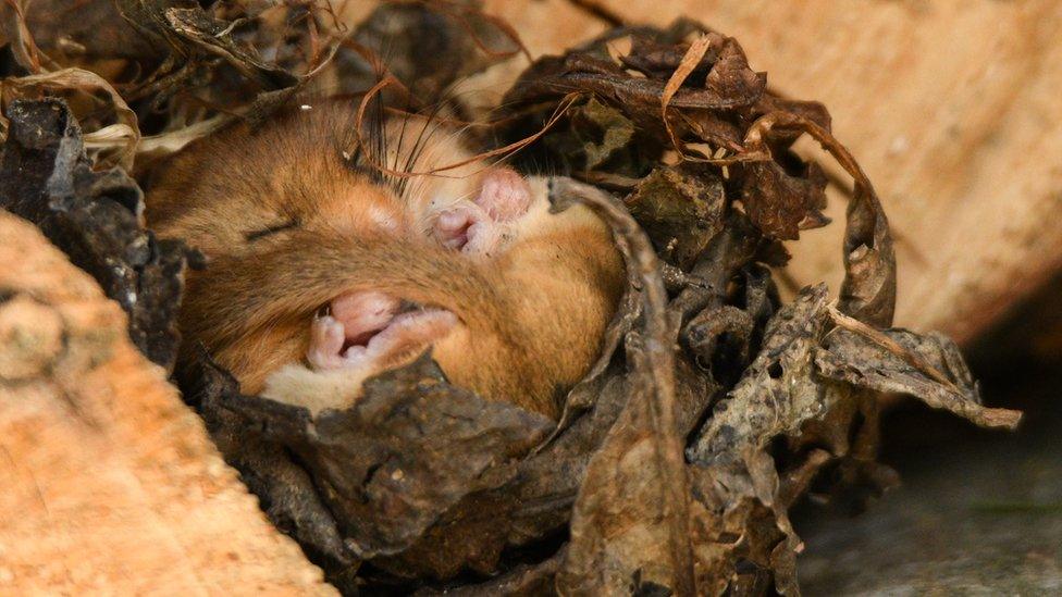 dormouse-sleeping