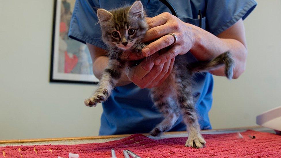 Cat at Vets