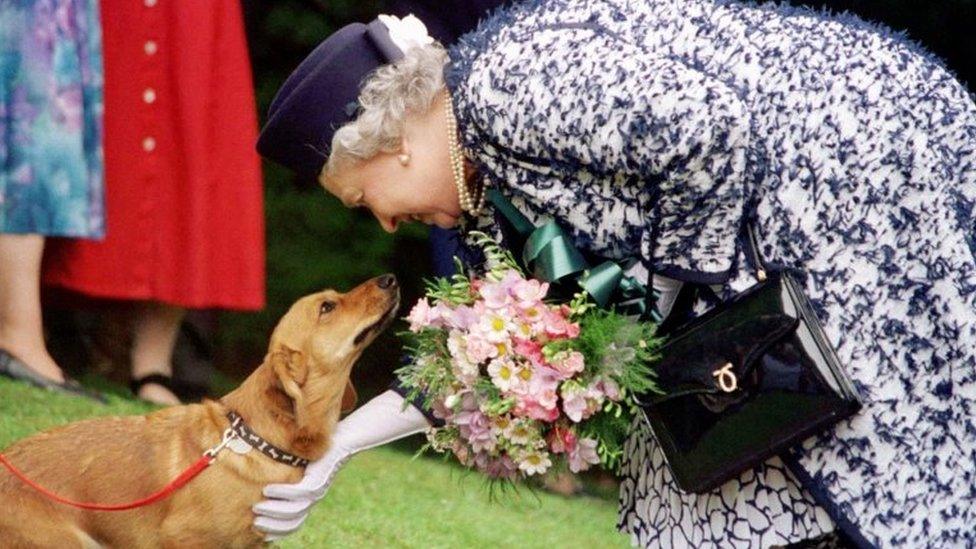 The Queen stroking a corgi