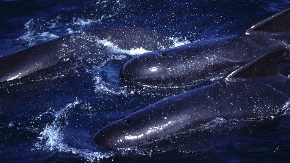 Long-finned pilot whales