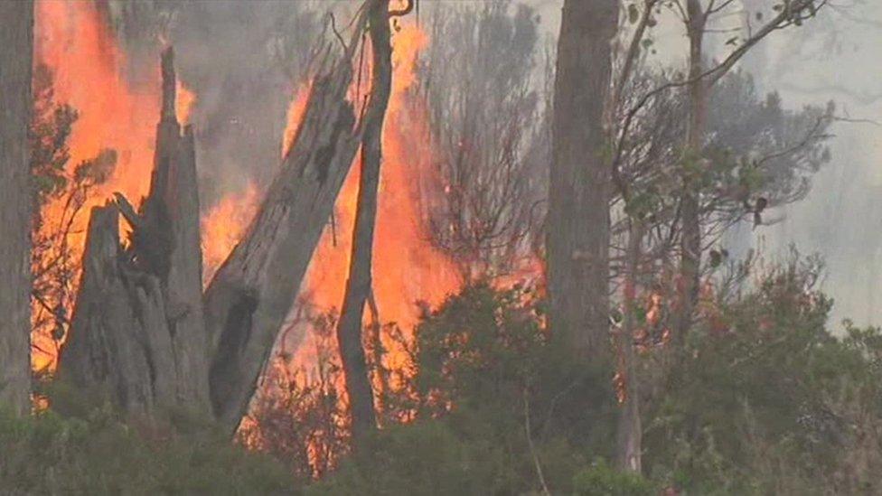 Forest fire in Tasmania