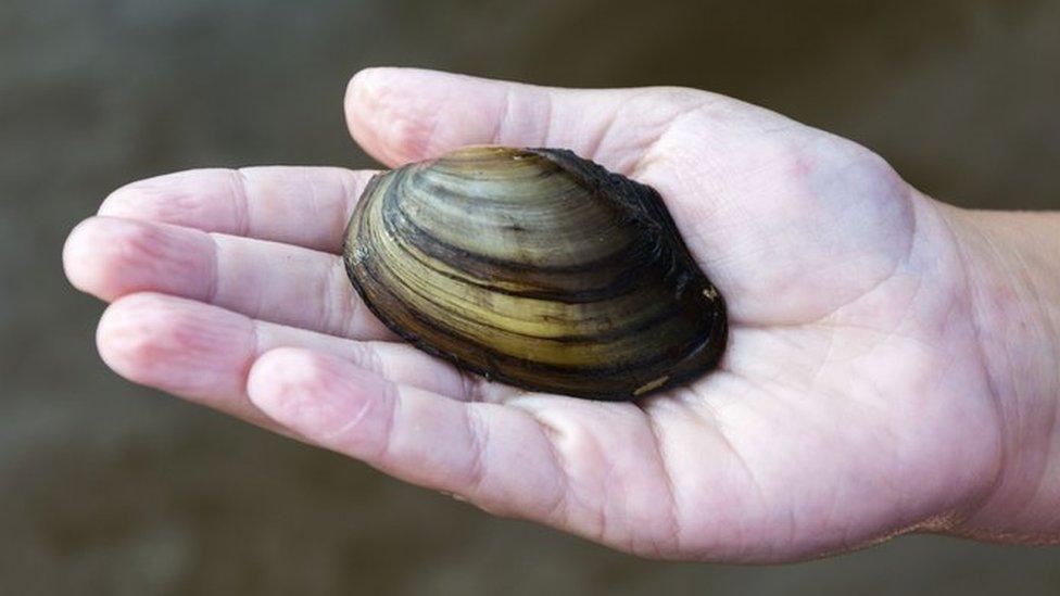 Hand holding a mussel