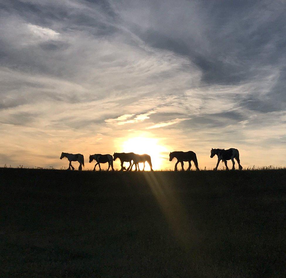 Silhouettes on horses