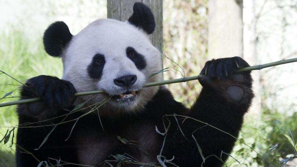 Panda at Edinburgh Zoo