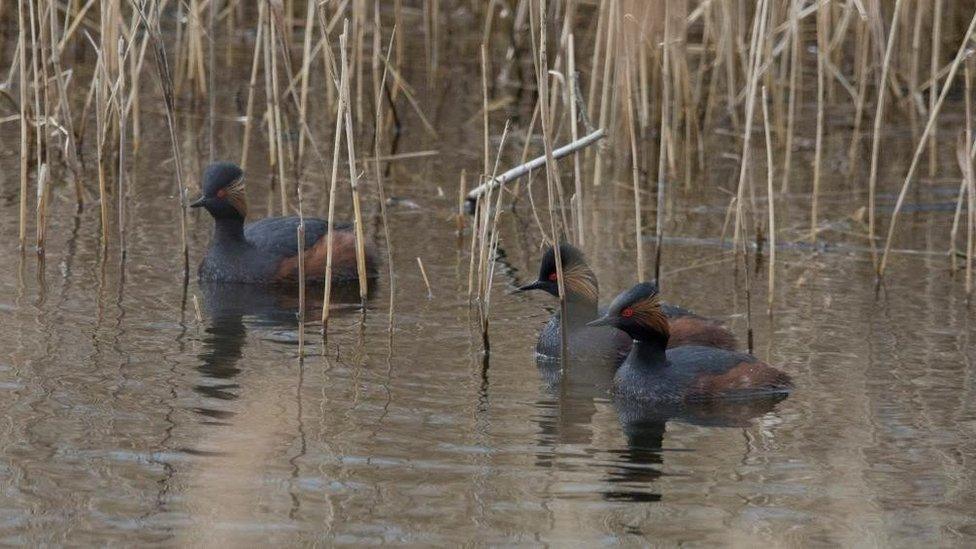 Black-necked grebes