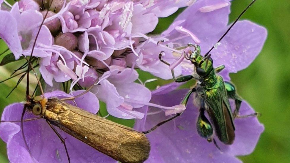 Nemophora metallica feeding on field scabious. They are beautiful and one is joined by a thick-legged flower beetle