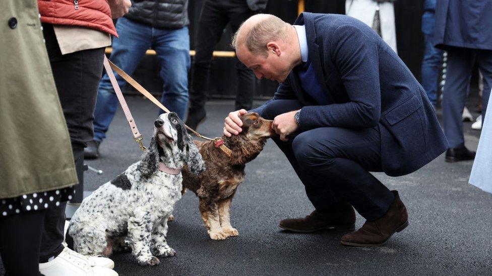 William meets two dogs