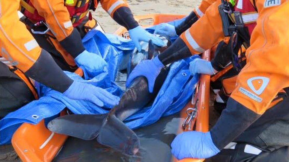 Porpoise rescue