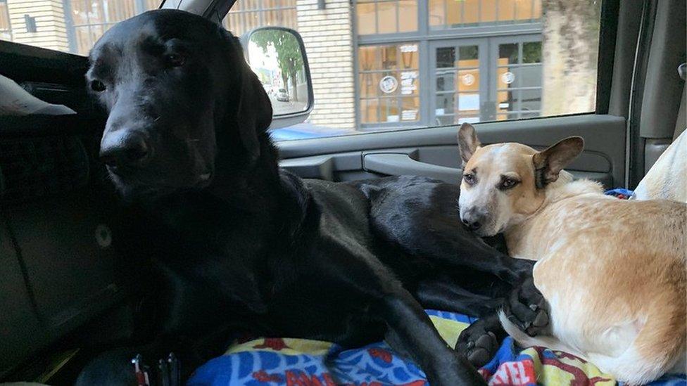 Two dogs seen in front of vehicle