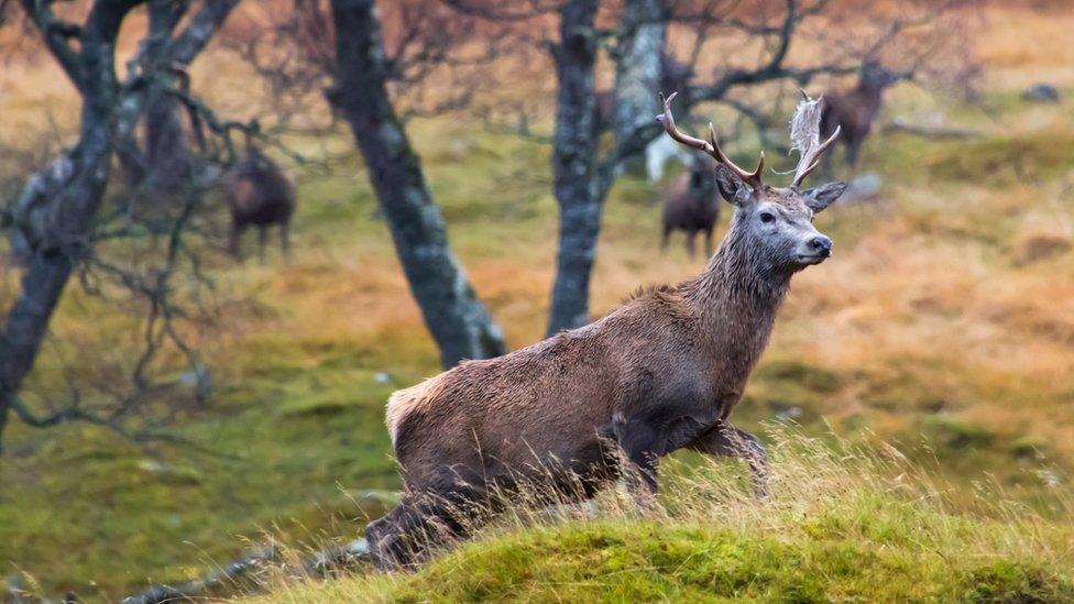 Red deer