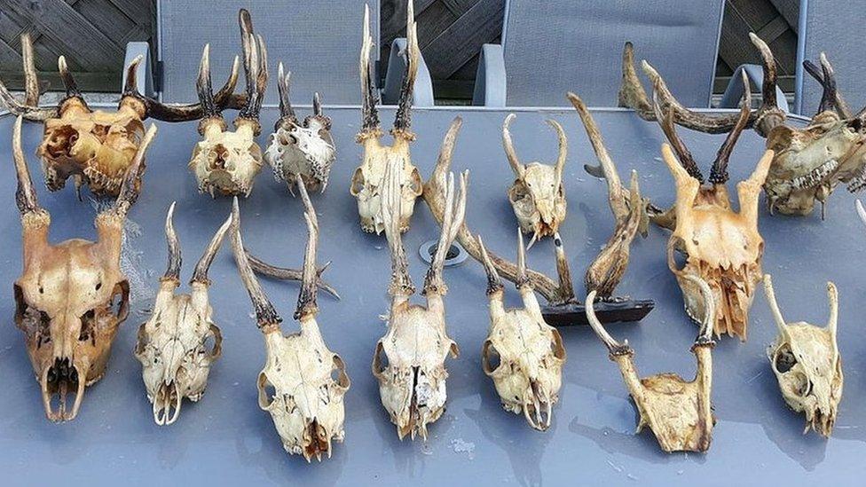 Deer skulls lined up