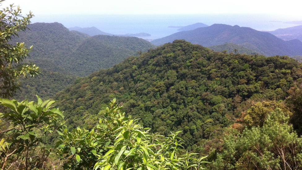 View across a canopy looking out to sea