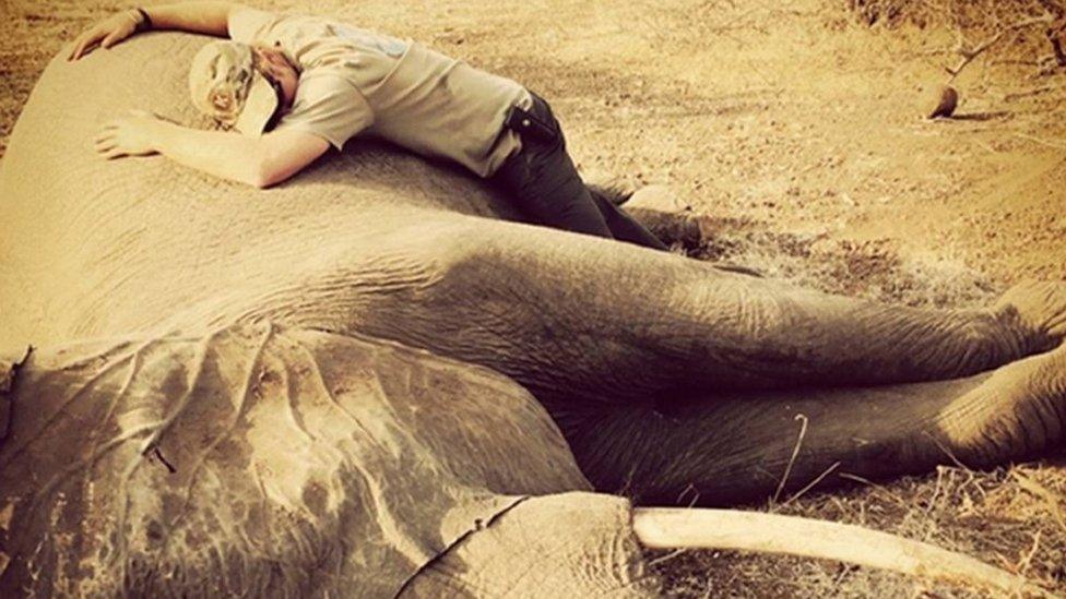 Prince Harry with a sedated elephant