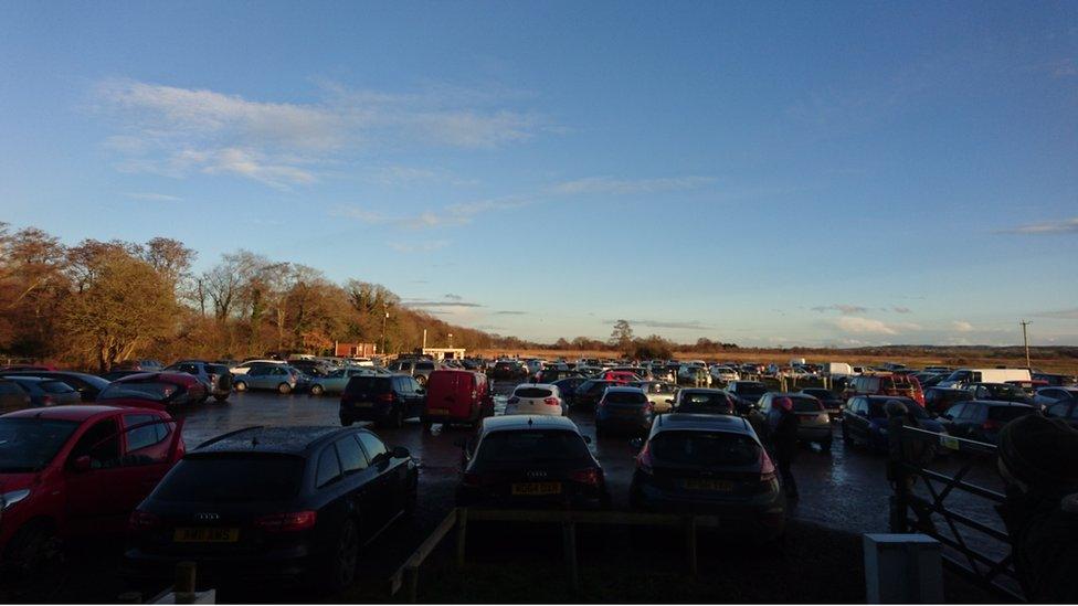 Starling Crowds