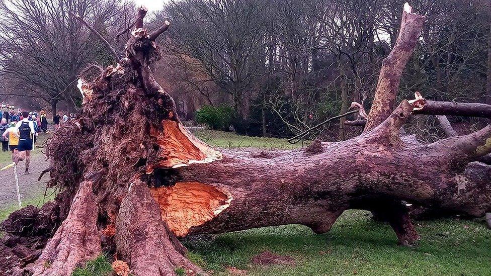 An uprooted tree