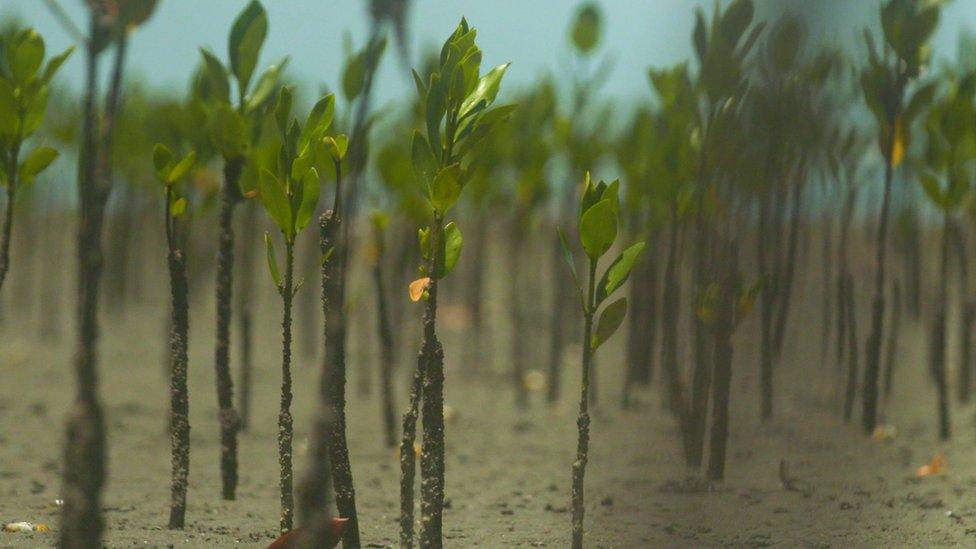 young-mangrove-growing-at-the-beach