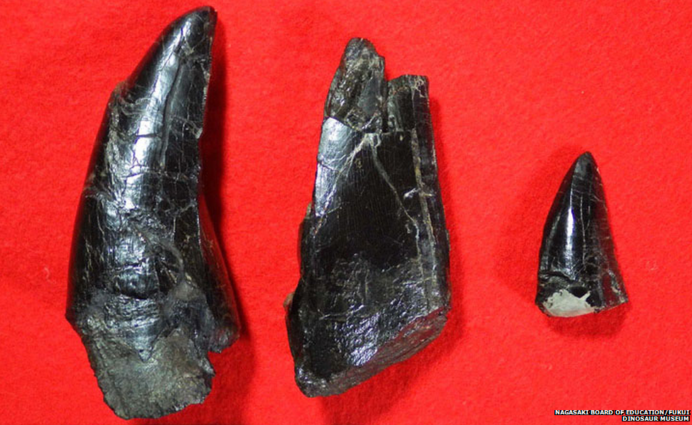 A close-up of the dinosaur teeth