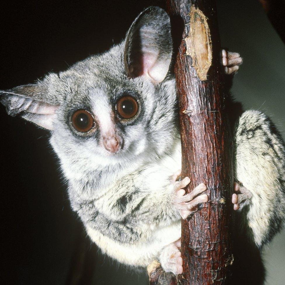 Bush baby