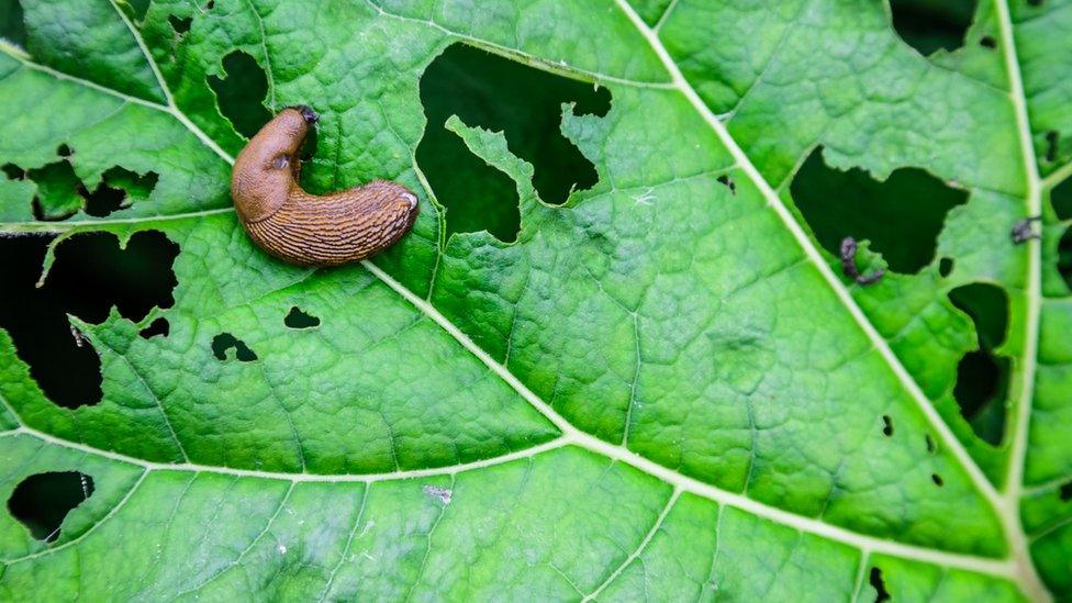 slug-eating-plant.