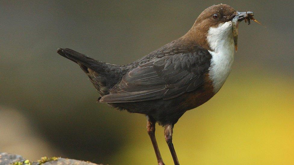 Dipper