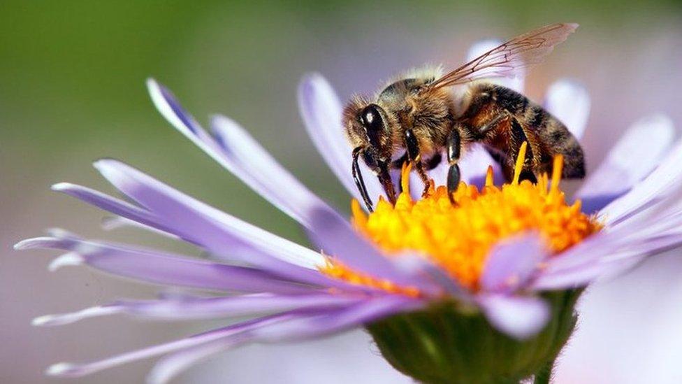 Honeybee sat on a purple flower