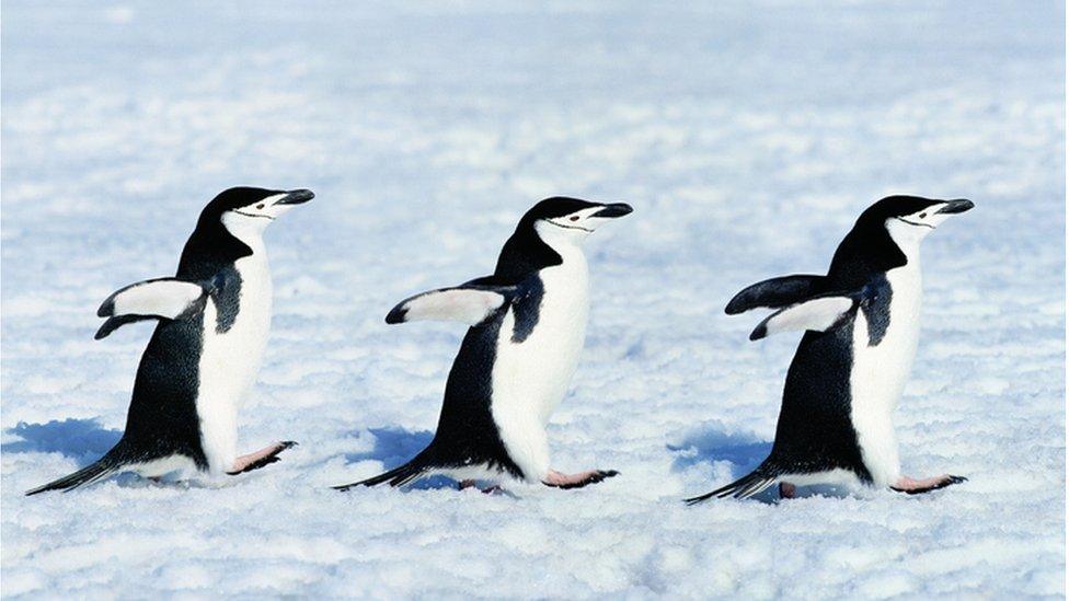 Penguins in a line