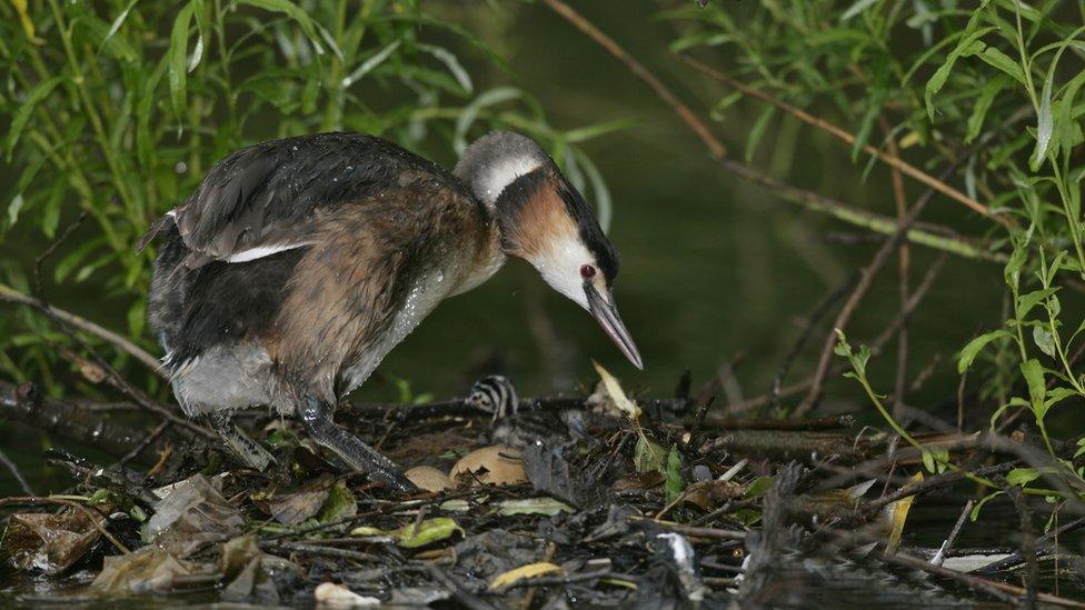 Great-crested Grebe.