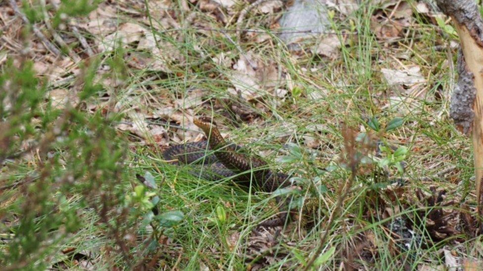 Adder at Loch an Eilein