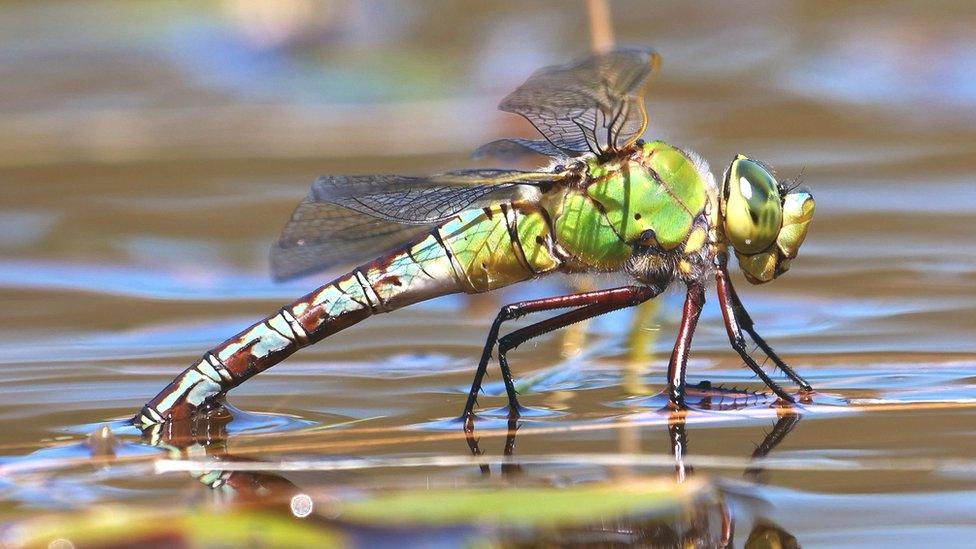 Emperor dragonfly