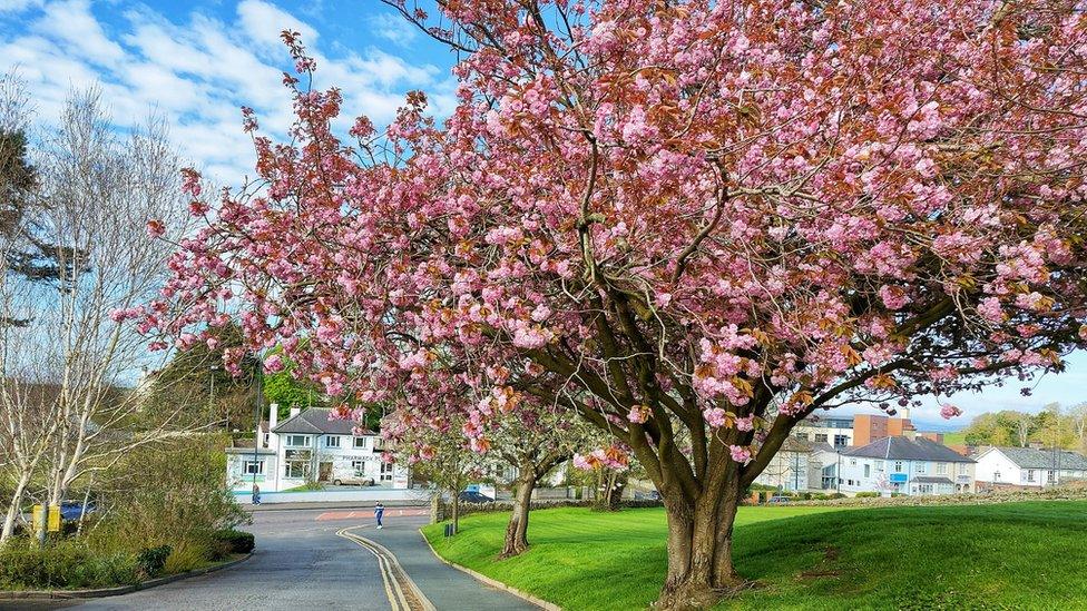 Cherry Blossom tree in Downpatrick