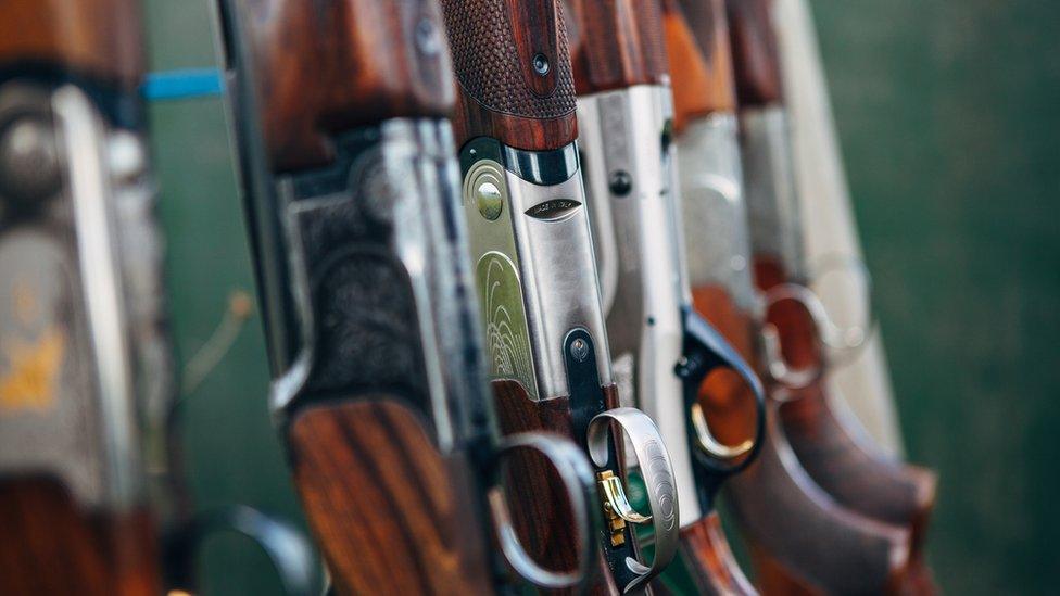 Photograph of shotguns